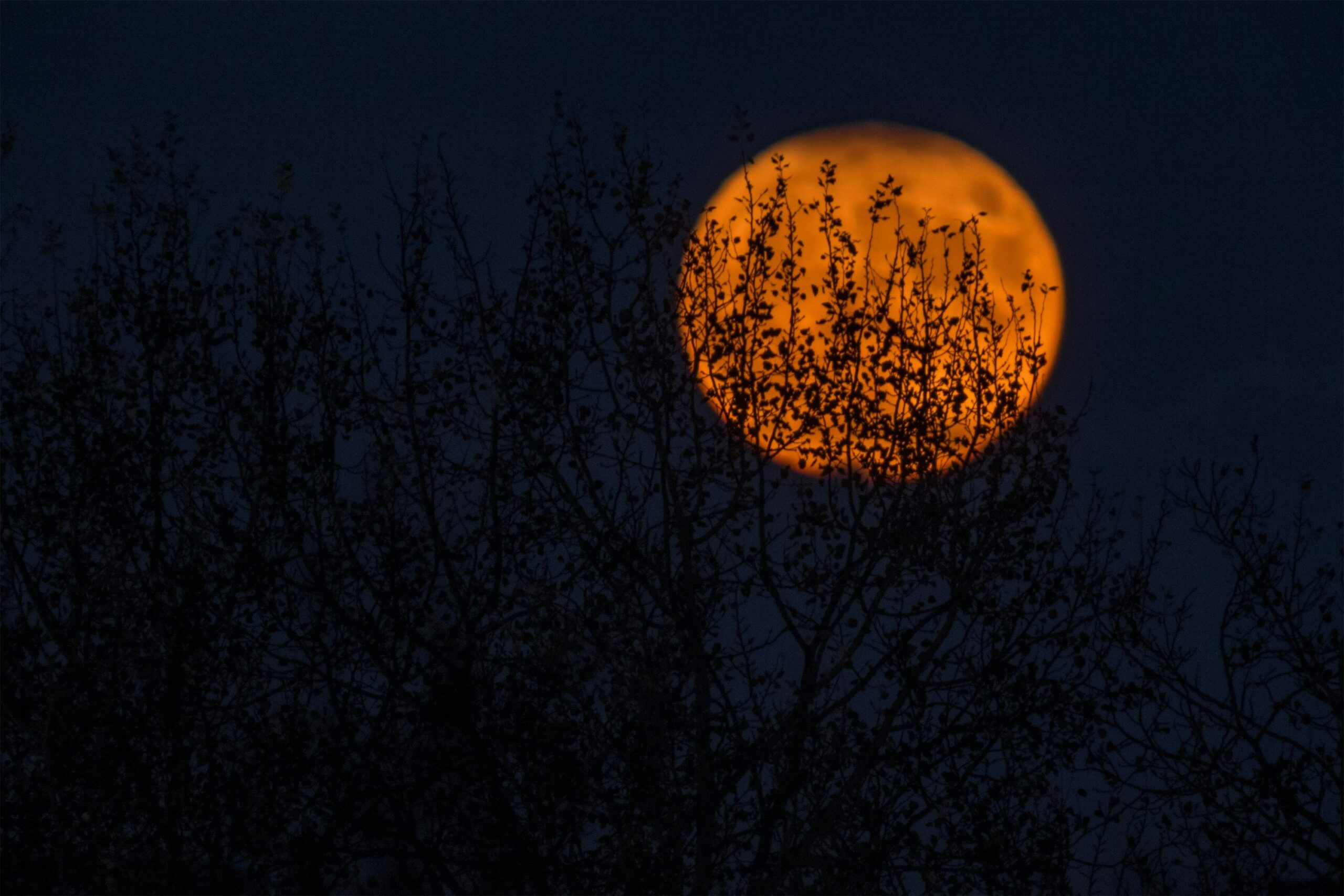 Halloween Moon - image by Neven Kromarek - Unsplash
